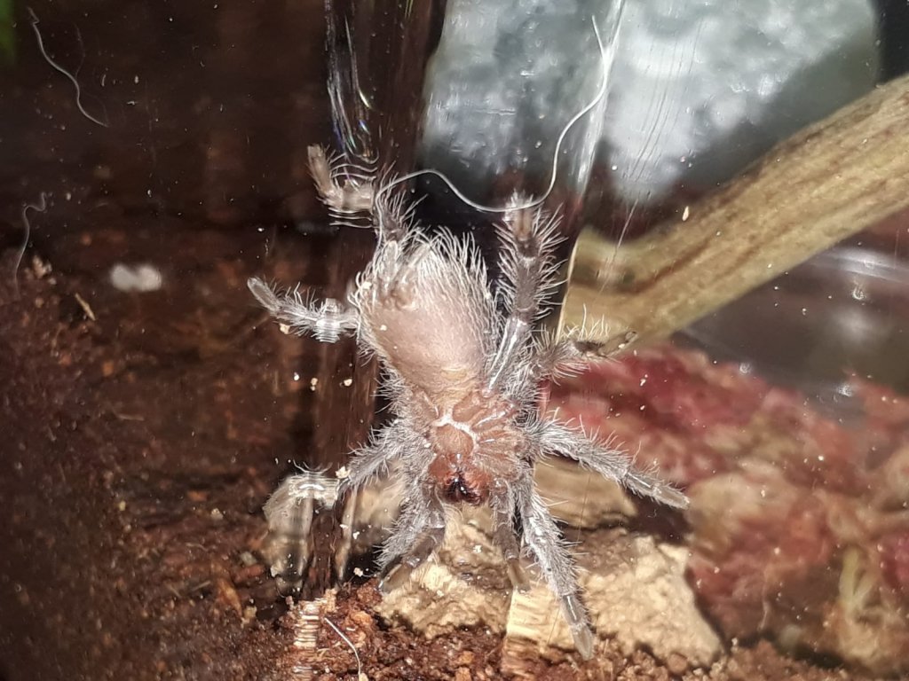 brachypelma albopilosum