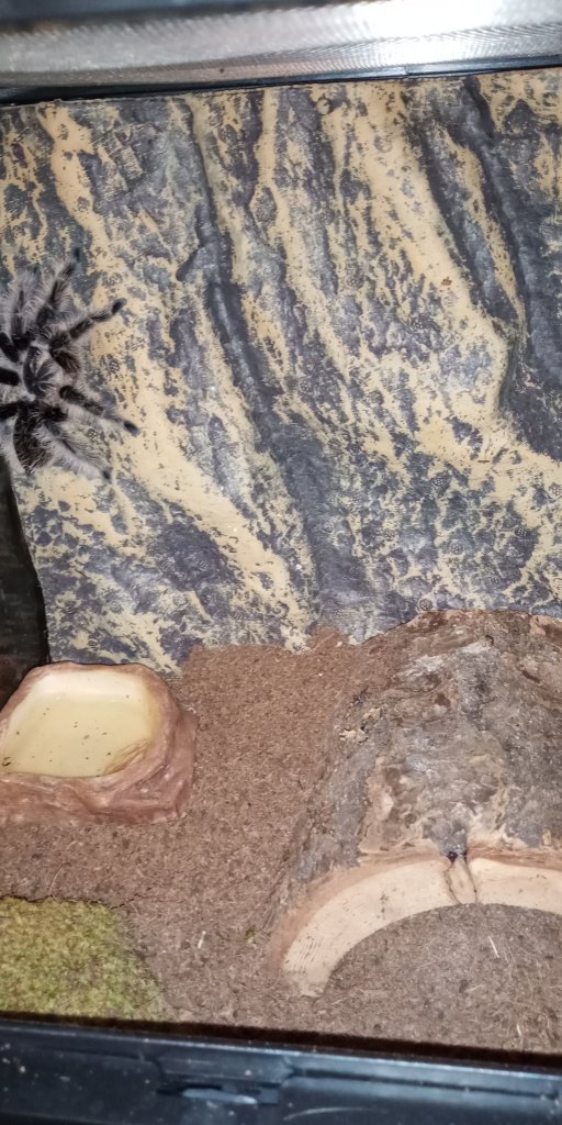 Brachypelma albopilosum