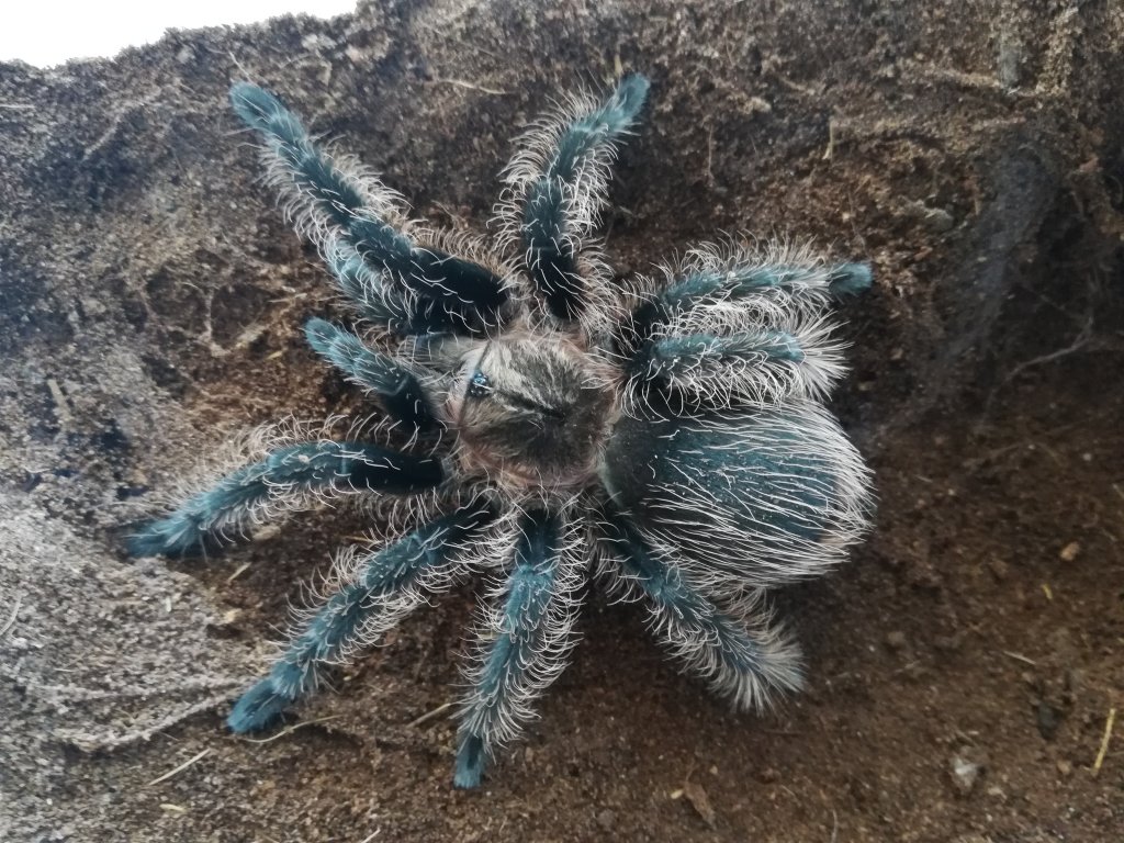 Brachypelma albopilosum