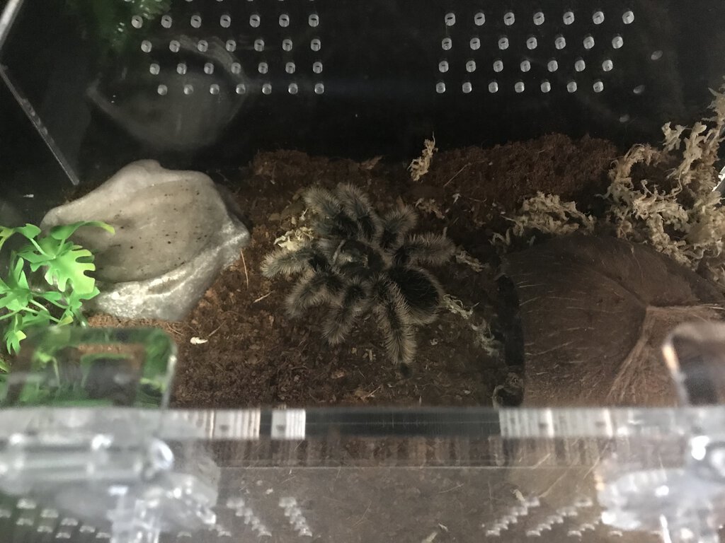 Brachypelma albopilosum