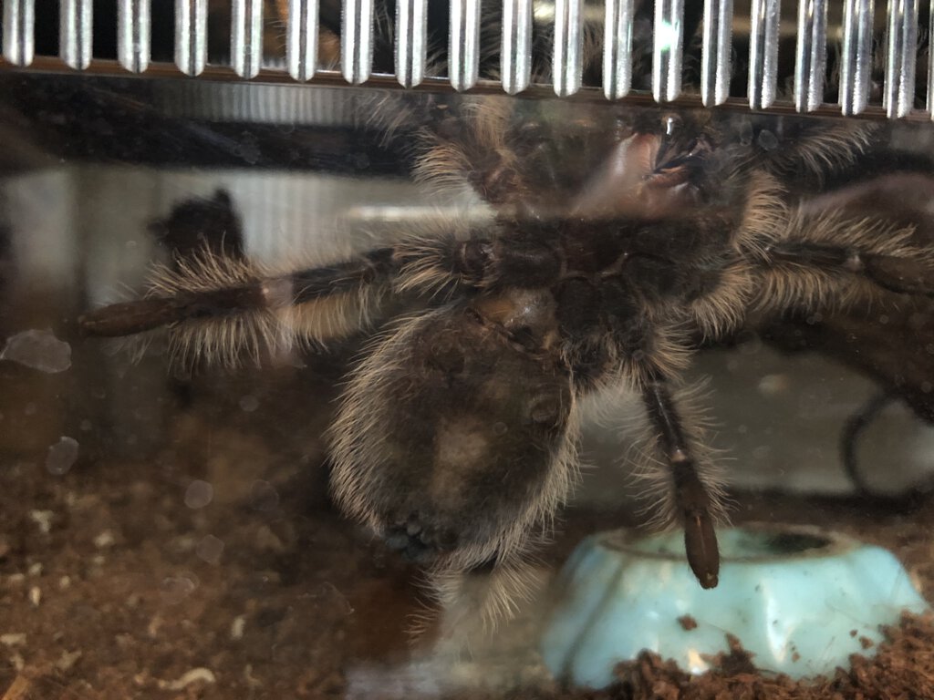 Brachypelma albopilosum