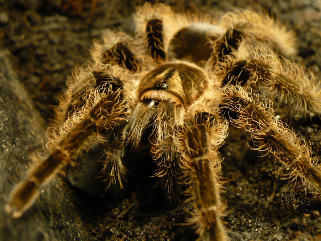 Brachypelma albopilosum