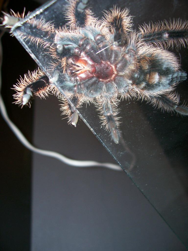 Brachypelma Albopilosum