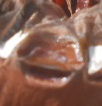 Brachypelma angustum