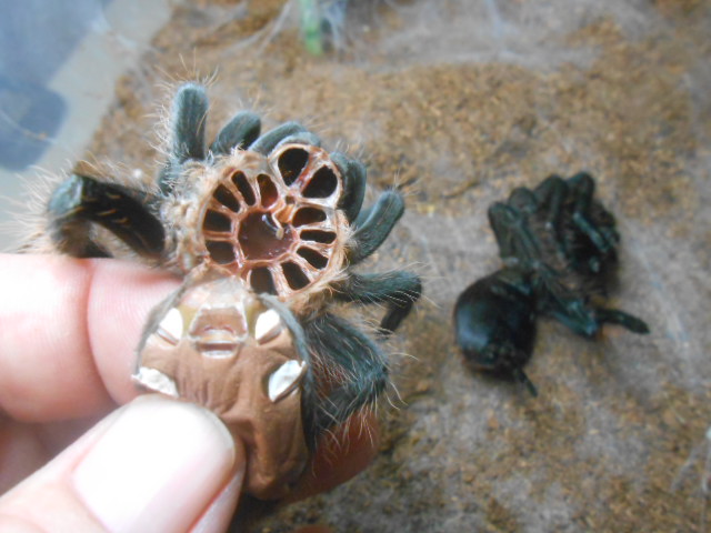 Brachypelma angustum