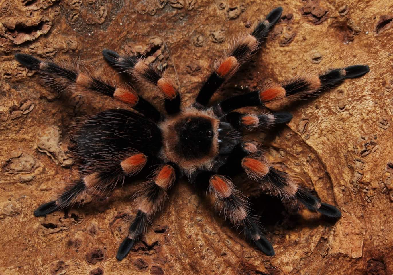 Brachypelma annitha | Arachnoboards