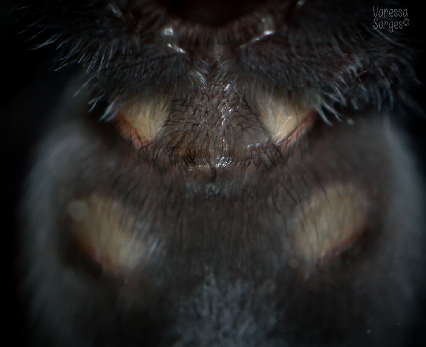 Brachypelma auratum - 1.5"