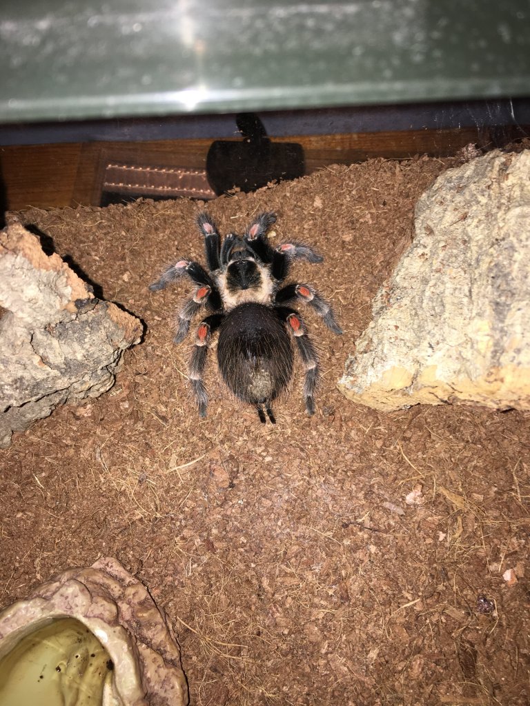 Brachypelma auratum Bald Spot