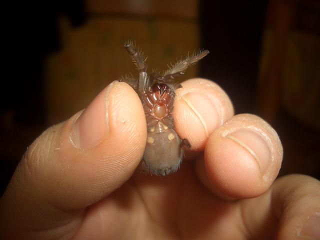 Brachypelma Auratum Female Or Male ? Help Me Please