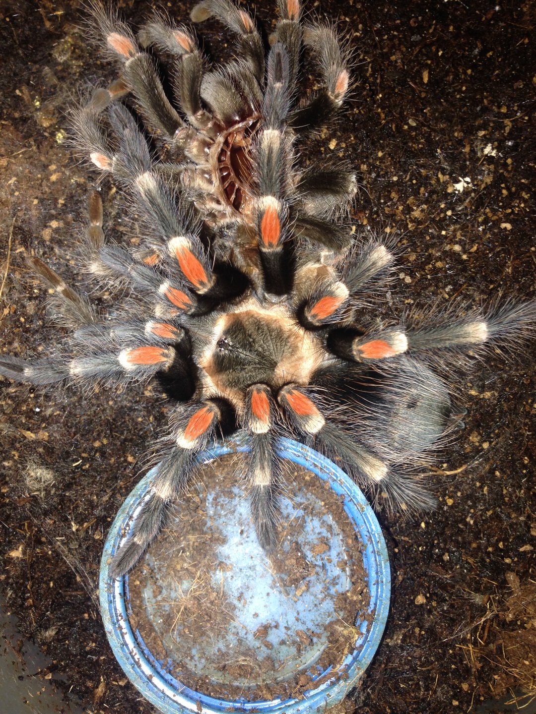 Brachypelma auratum Freshly Molted