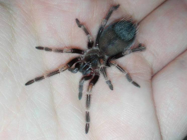 Brachypelma auratum -> juvenile