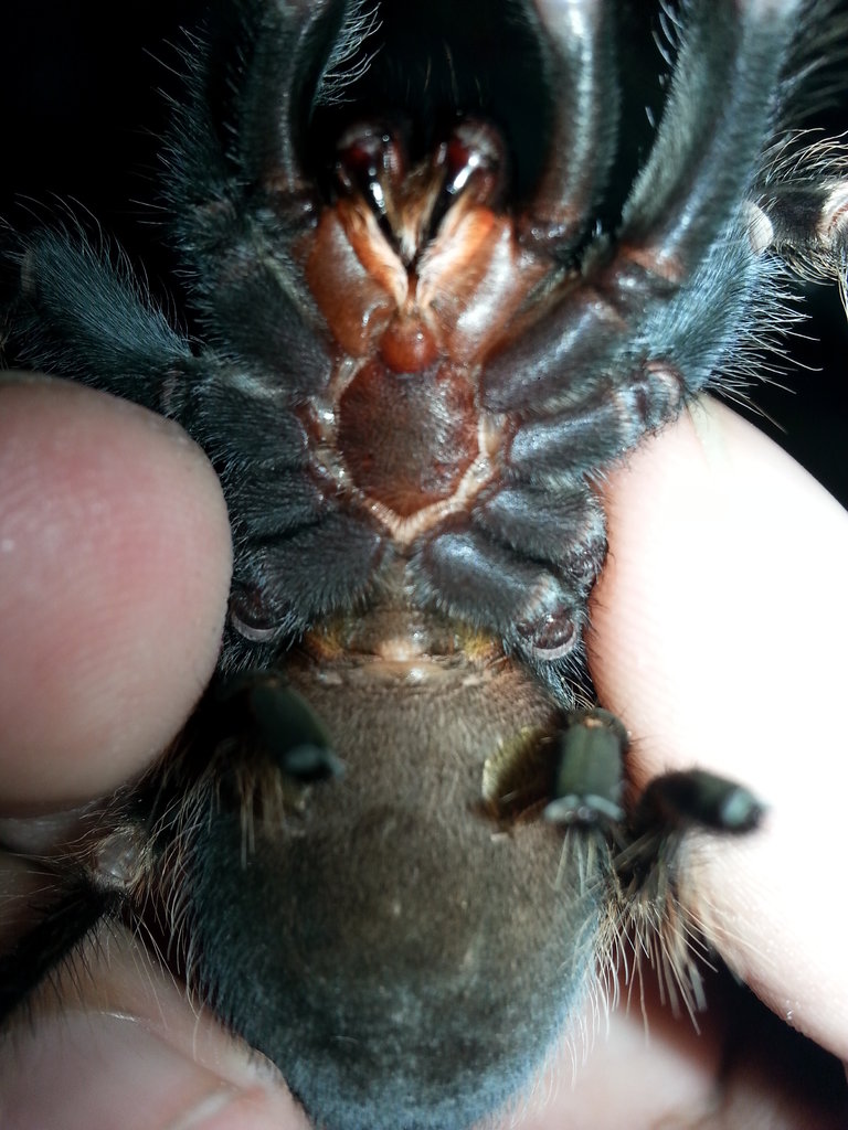 Brachypelma Auratum male or female?