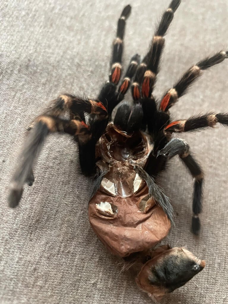 Brachypelma Auratum molt