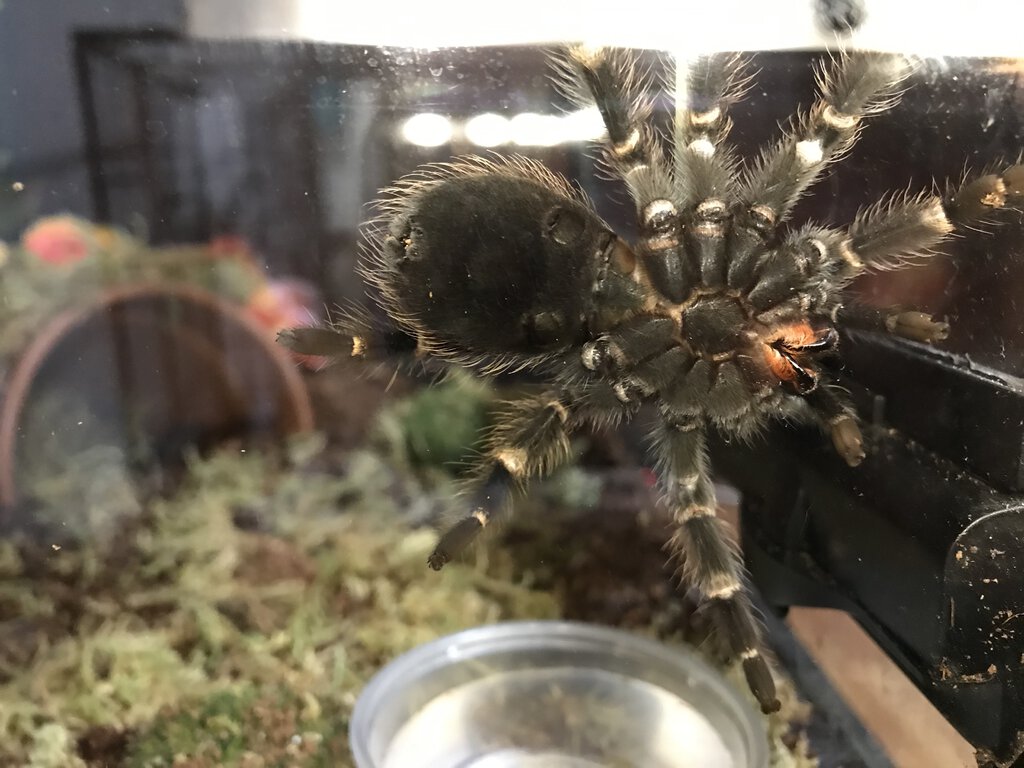 Brachypelma Auratum Sexing