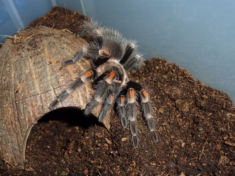 Brachypelma auratum, sub-adult female