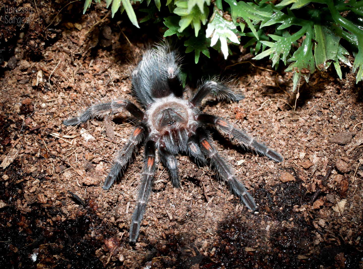 Brachypelma auratum Unsexed Spiderling