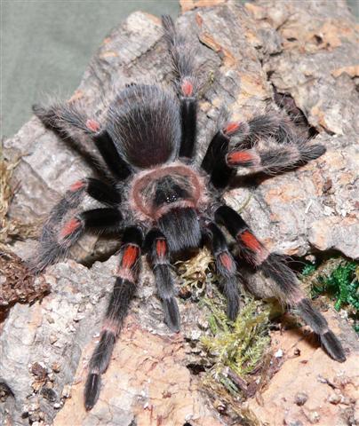 Brachypelma auratum