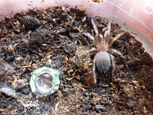 Brachypelma Auratum