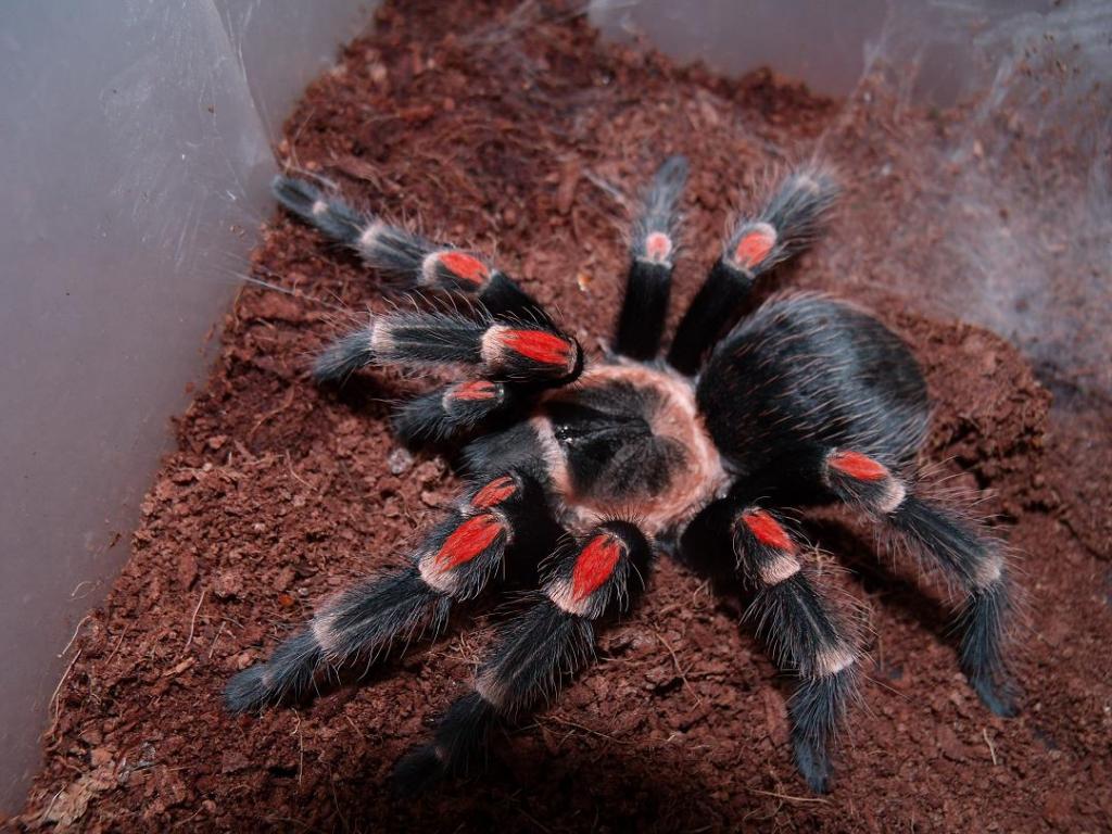 Brachypelma auratum