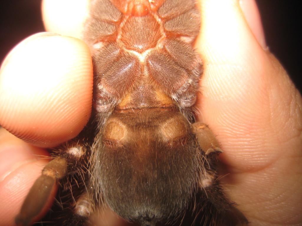 Brachypelma auratum