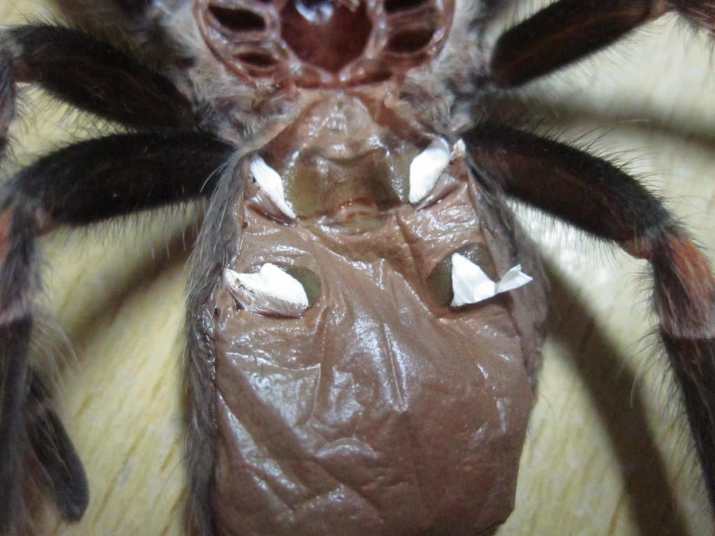 Brachypelma Auratum