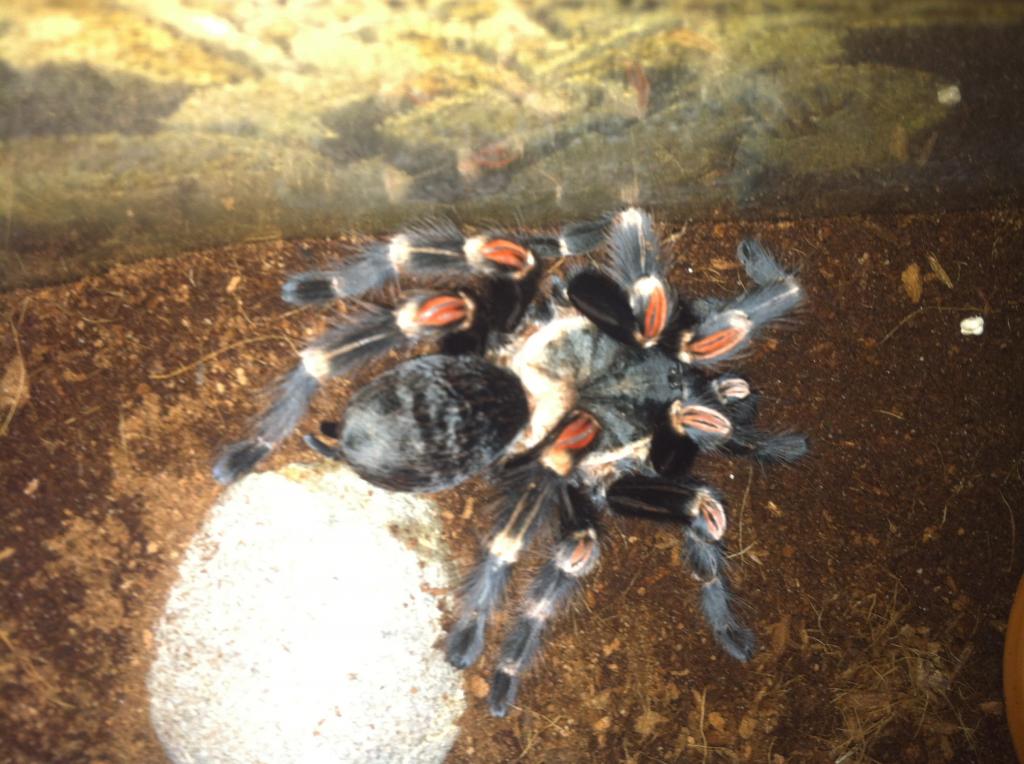 Brachypelma auratum?