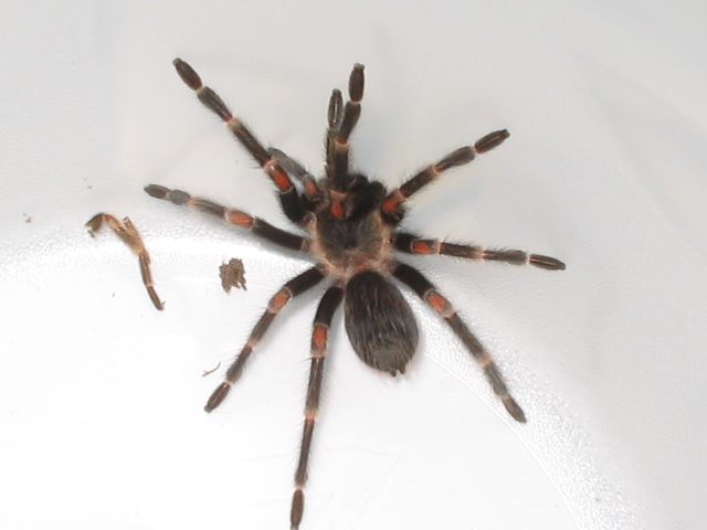 Brachypelma Auratum