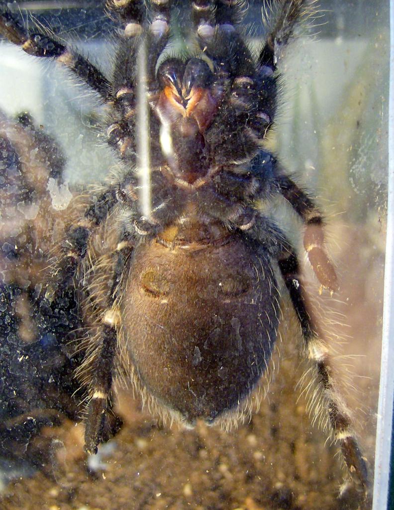 Brachypelma auratum