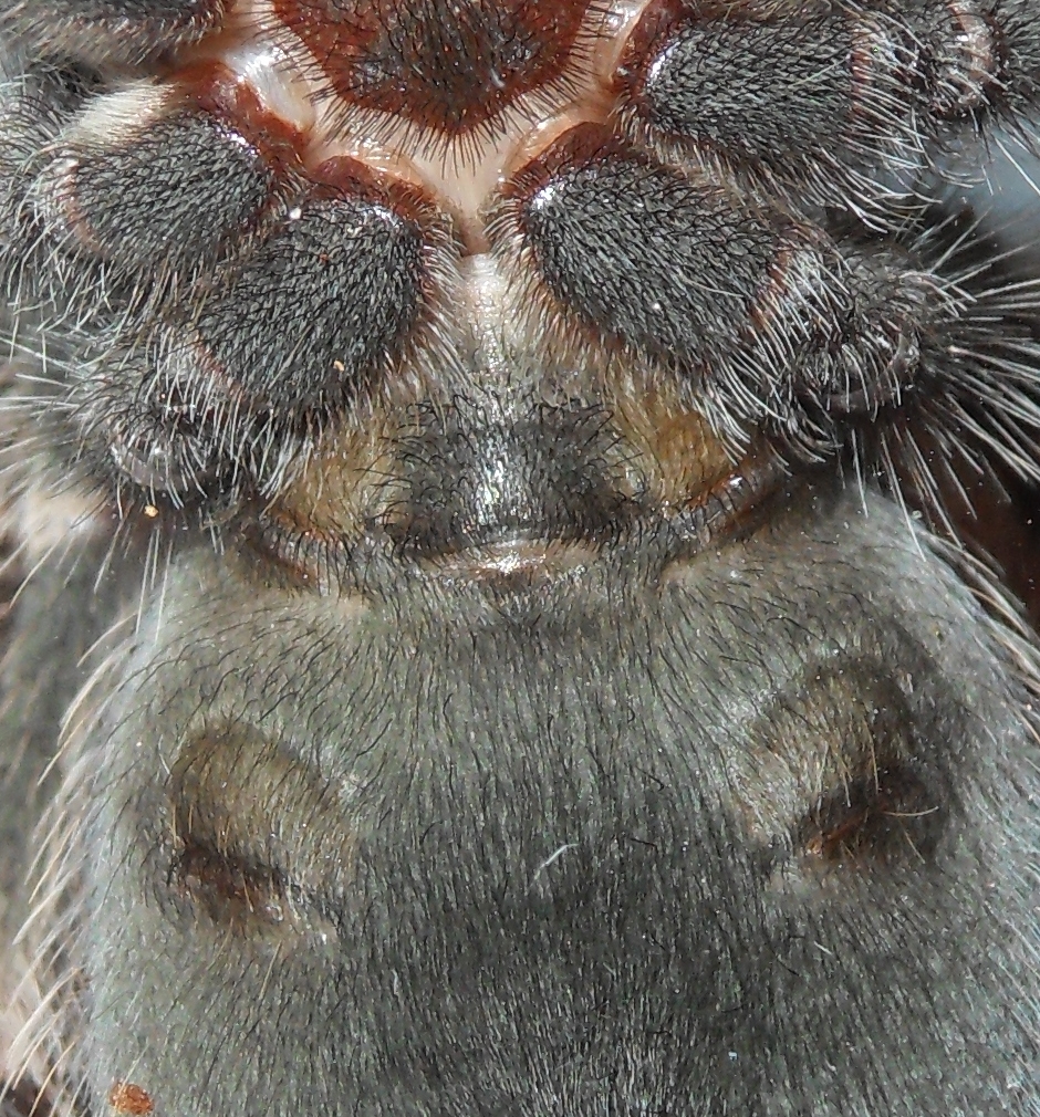 Brachypelma auratum