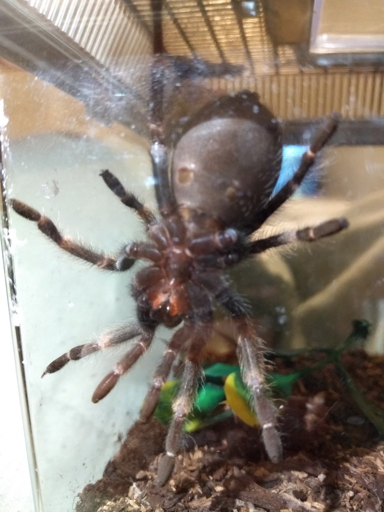 Brachypelma Auratum