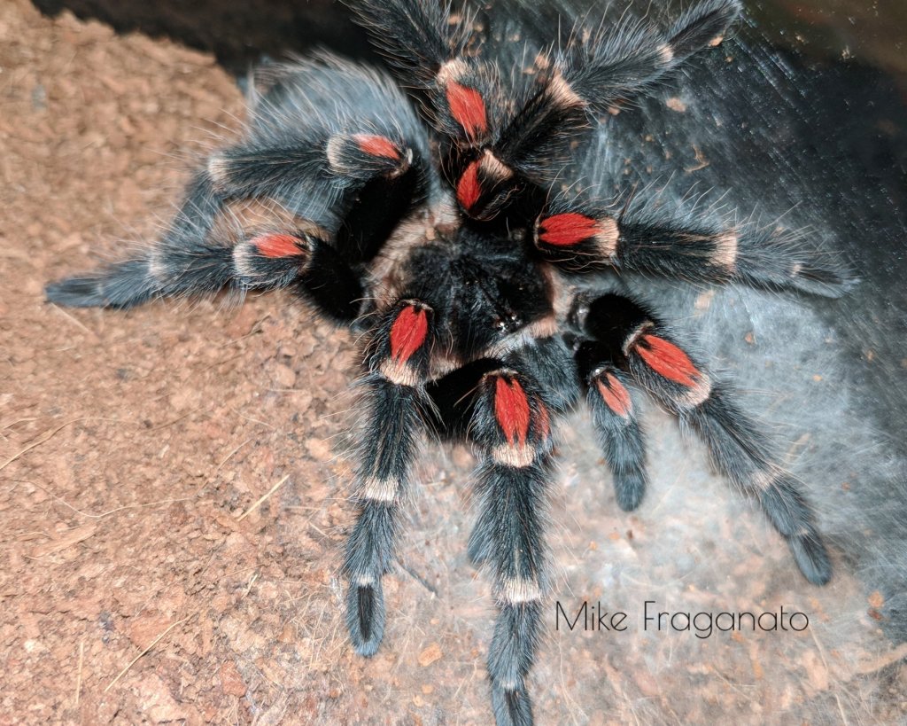 Brachypelma auratum