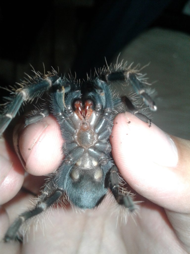 Brachypelma Auratum