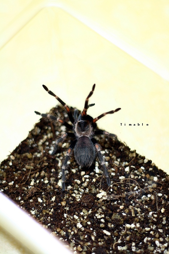 Brachypelma auratum