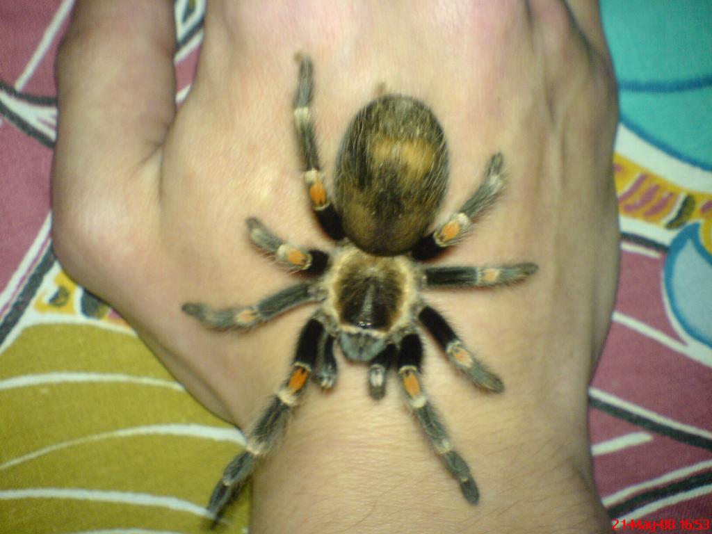 Brachypelma auratum