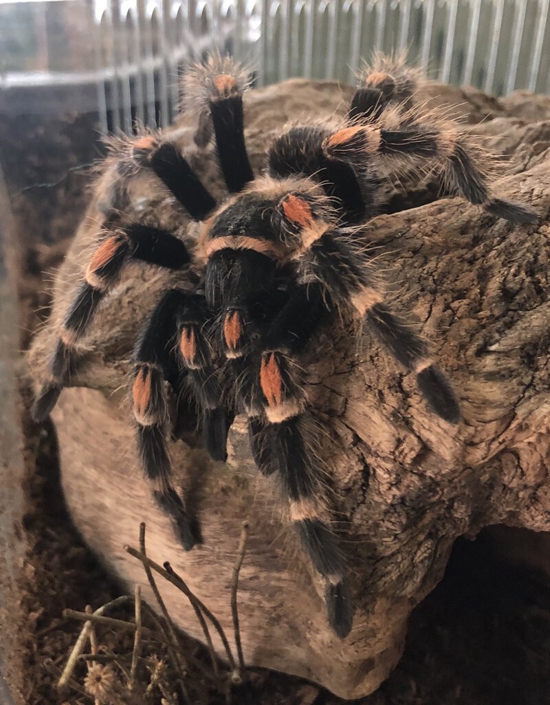 Brachypelma auratum