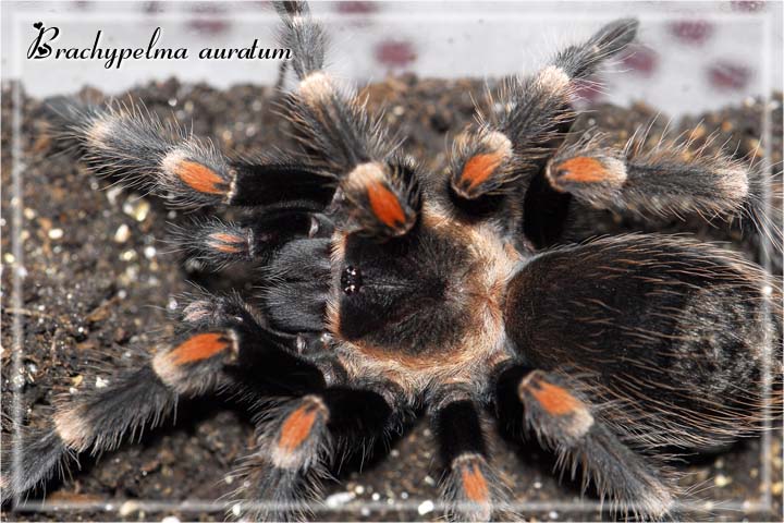 Brachypelma auratum