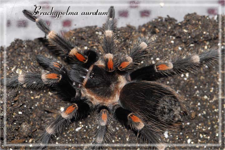 Brachypelma auratum