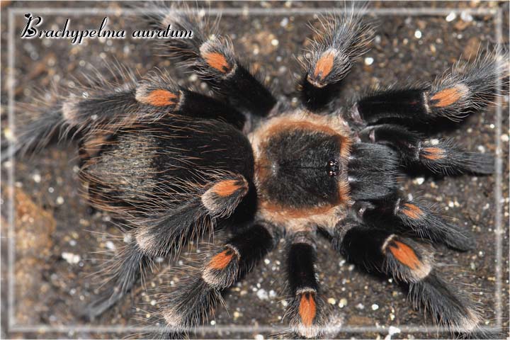 Brachypelma auratum