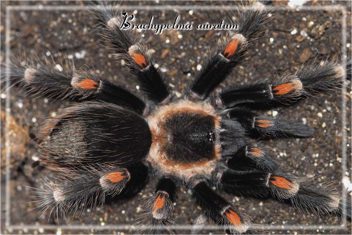 Brachypelma auratum