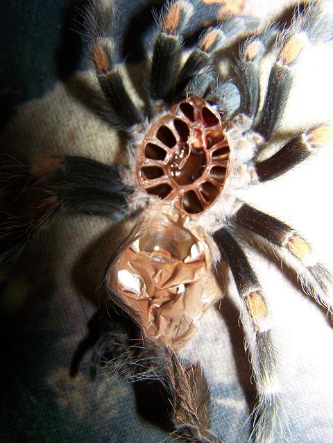 Brachypelma auratum