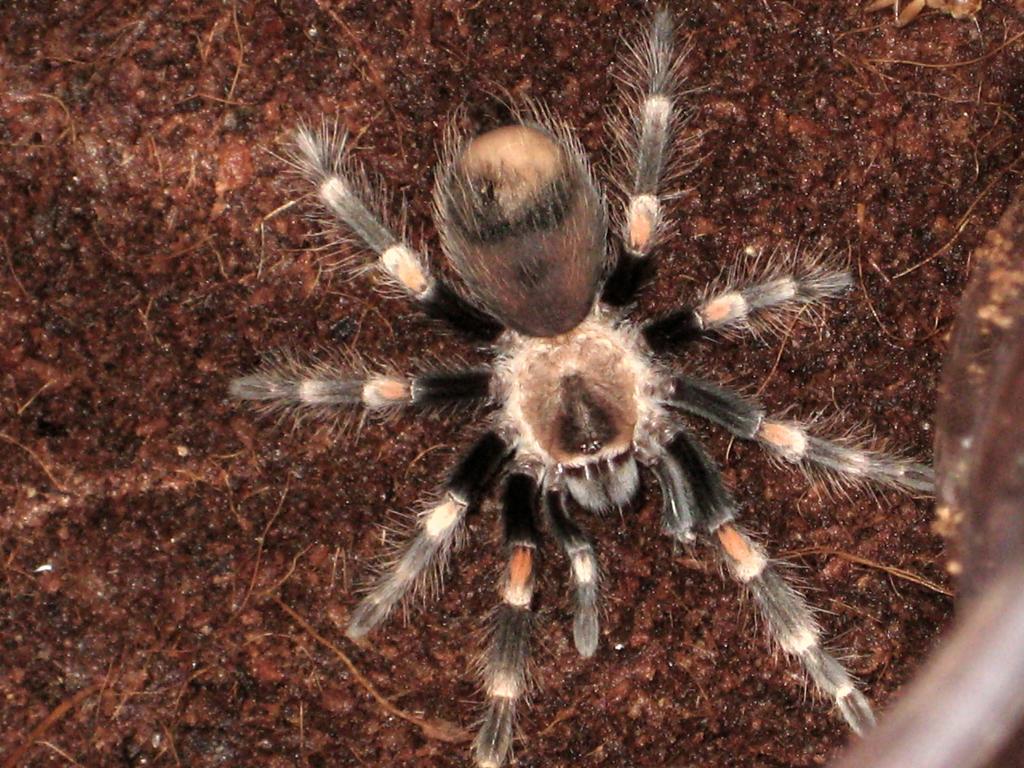 Brachypelma Auratum