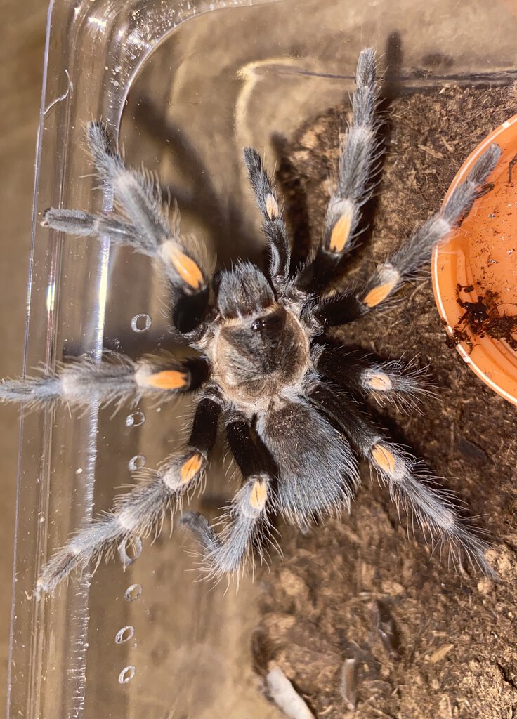 Brachypelma Auratum