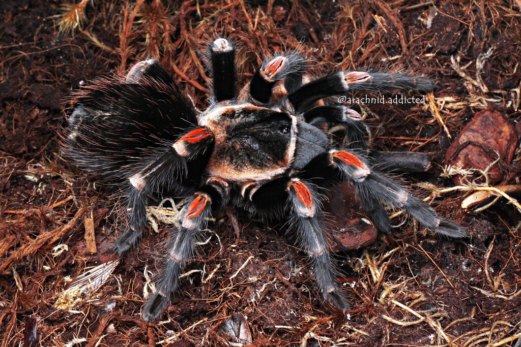 Brachypelma auratum.