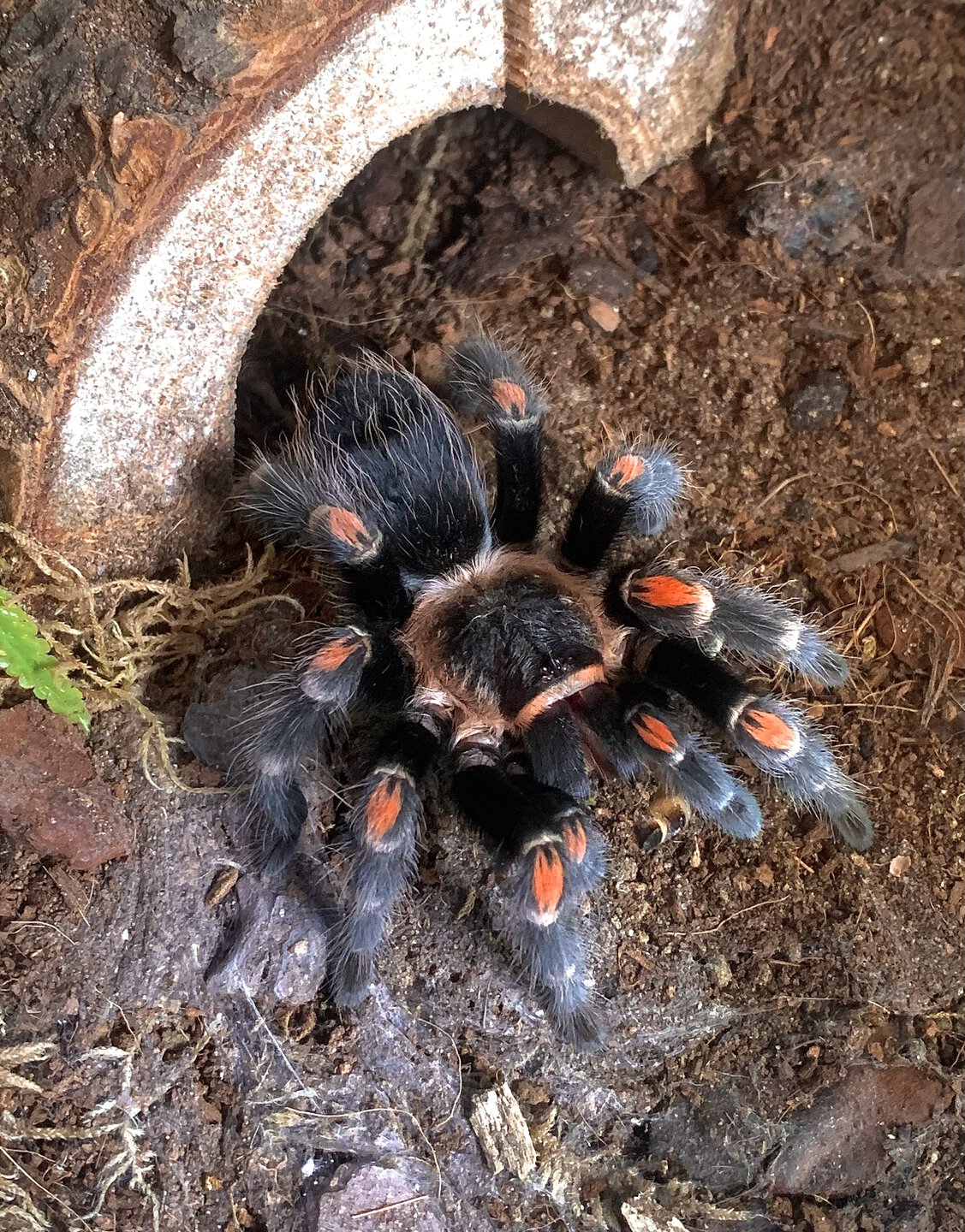 Brachypelma auratum