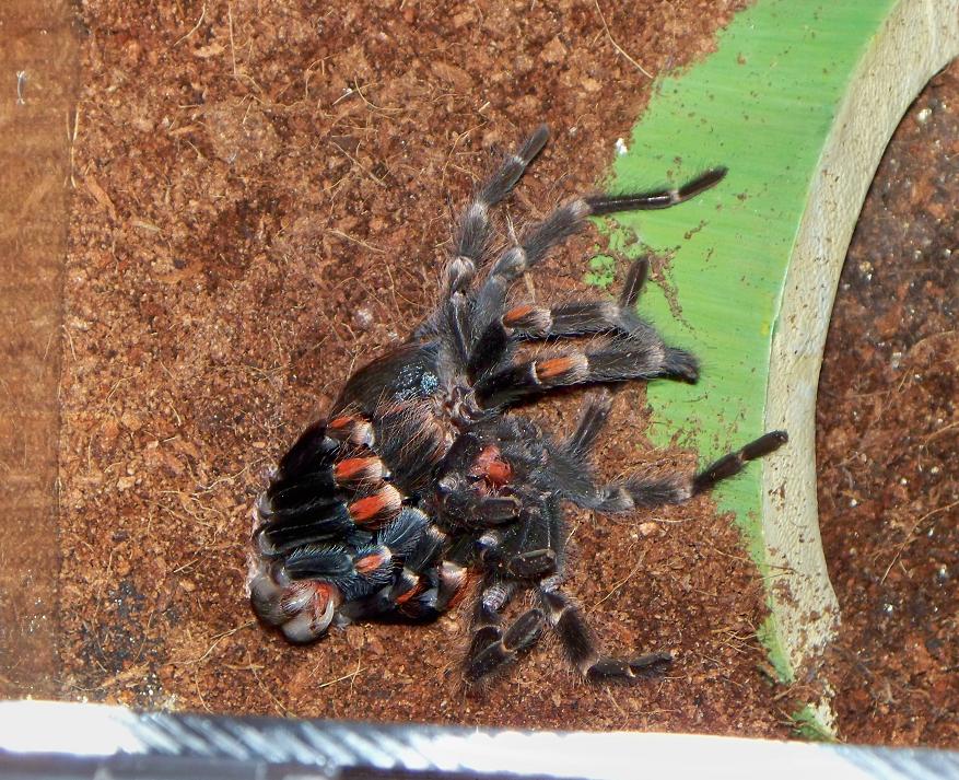 Brachypelma Auratum