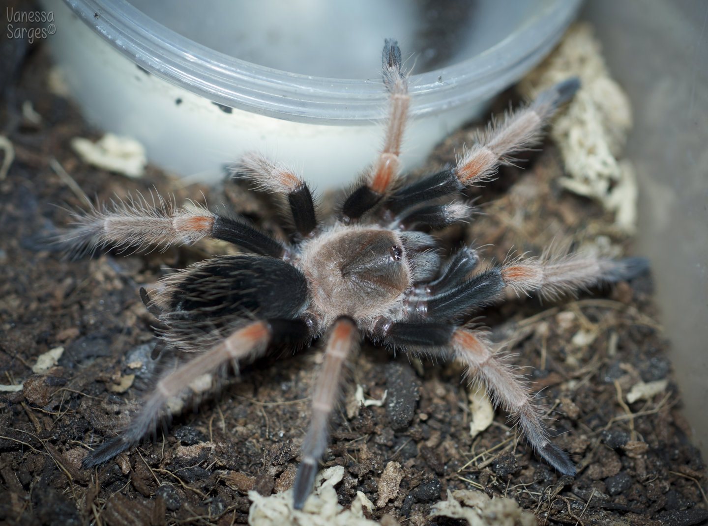 Brachypelma baumgarteni Female - ~2"