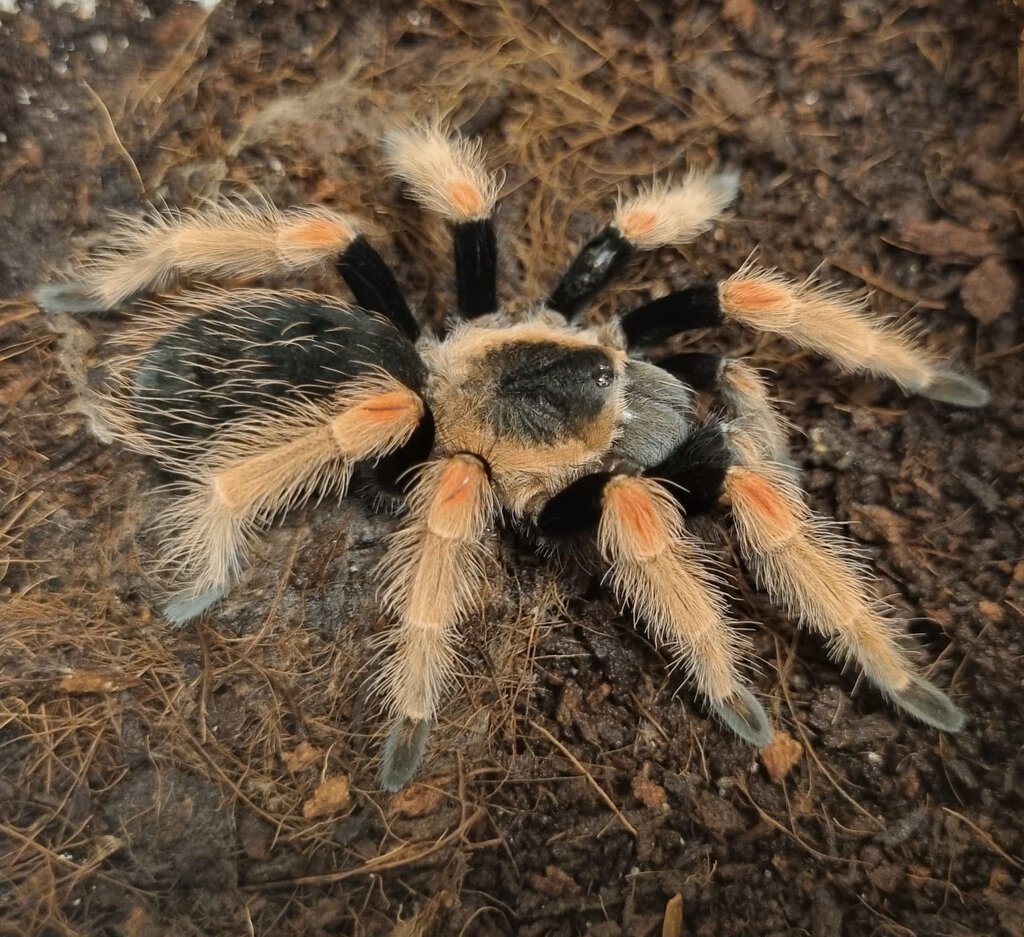 Brachypelma baumgarteni female