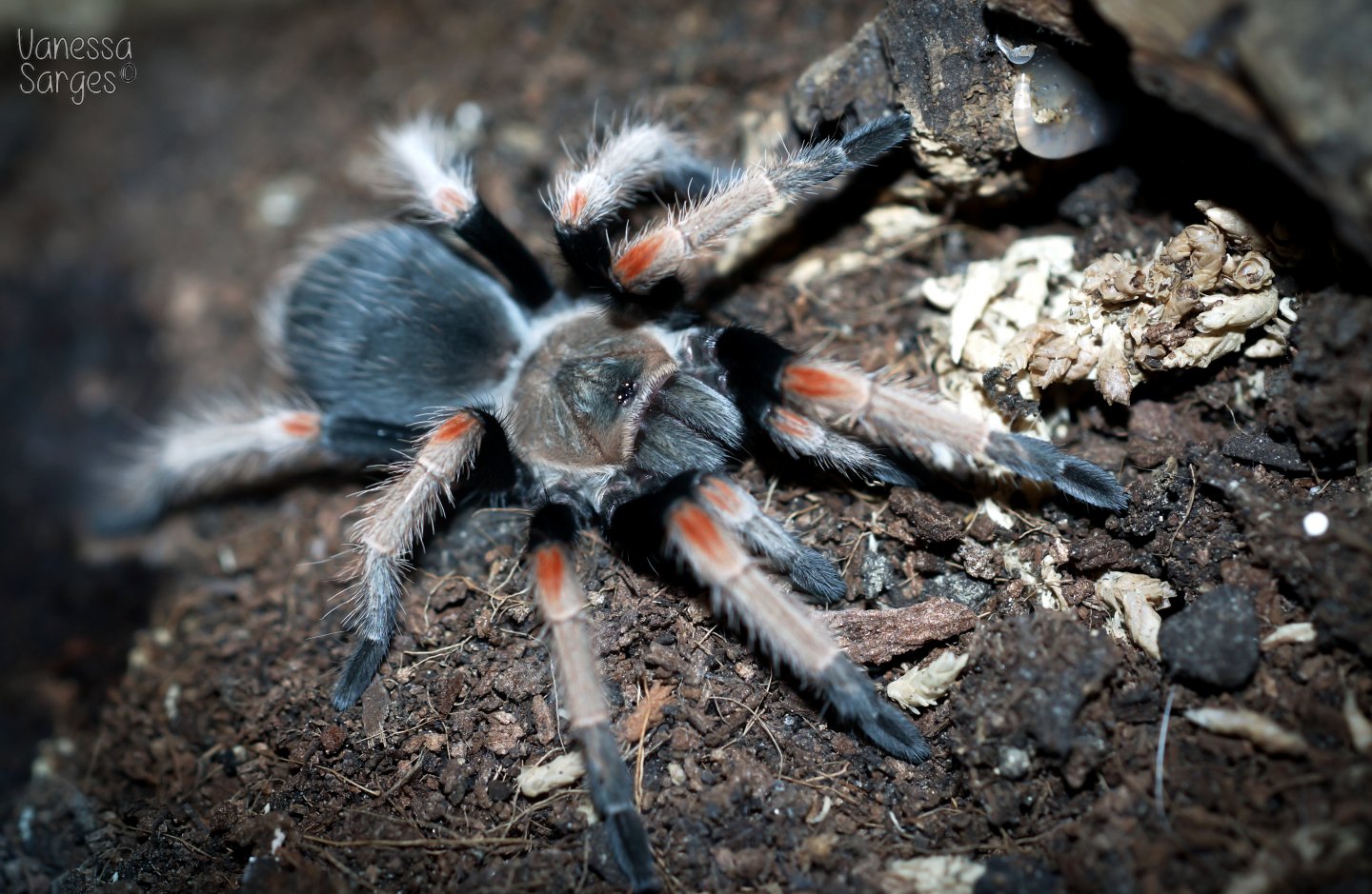 Brachypelma baumgarteni Juvenile Female - 3"