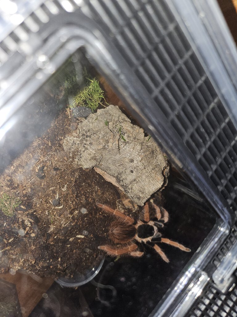 Brachypelma baumgarteni or Megaphobema robustum?