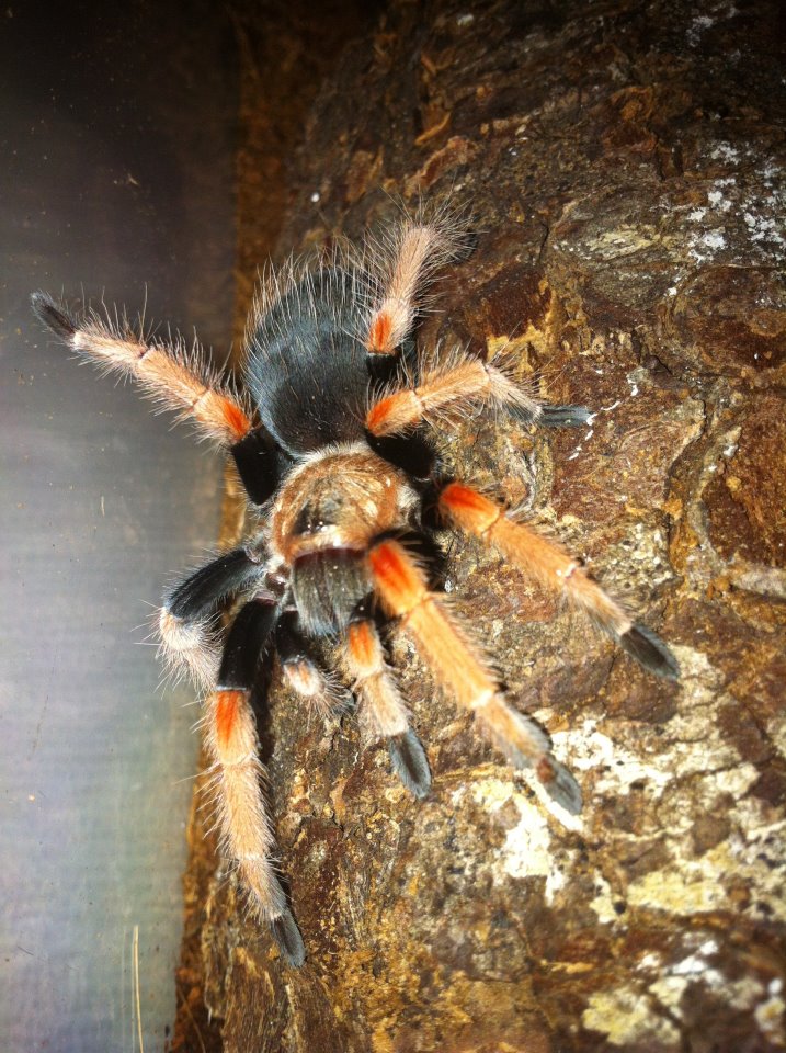 Brachypelma Baumgarteni